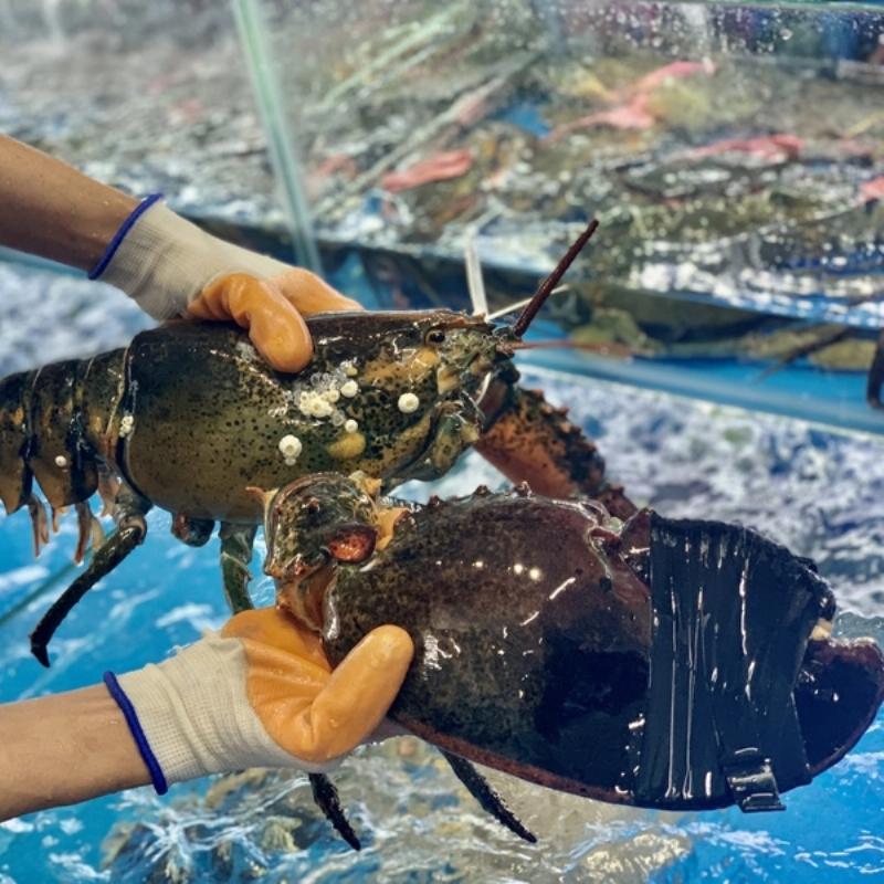 Chọn mua tôm hùm Alaska tại các cửa hàng hải sản uy tín để đảm bảo chất lượng và giá cả.